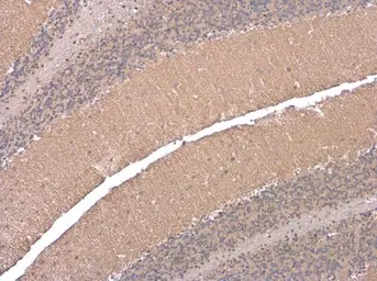 Anti-EAAT4 antibody used in IHC (Paraffin sections) (IHC-P). GTX134100