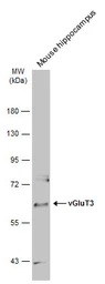 Anti-vGluT3 antibody used in Western Blot (WB). GTX134103