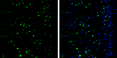 Anti-SATB2 antibody used in IHC (Frozen sections) (IHC-Fr). GTX134105