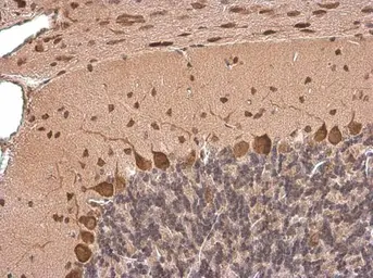 Anti-HuC antibody used in IHC (Paraffin sections) (IHC-P). GTX134128