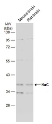 Anti-HuC antibody used in Western Blot (WB). GTX134128