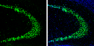 Anti-HuC antibody used in IHC (Frozen sections) (IHC-Fr). GTX134128