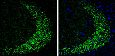 Anti-HuD antibody used in IHC (Frozen sections) (IHC-Fr). GTX134131