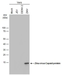 Anti-Zika virus Capsid protein antibody used in Western Blot (WB). GTX134186