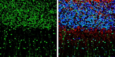 Anti-SMAD7 antibody used in IHC (Frozen sections) (IHC-Fr). GTX134232