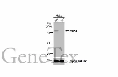 Anti-MEK1 antibody used in Western Blot (WB). GTX134234