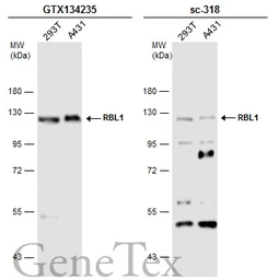 Anti-p107 antibody used in Western Blot (WB). GTX134235