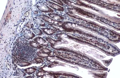 Anti-EP300 antibody used in IHC (Paraffin sections) (IHC-P). GTX134238