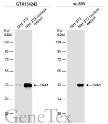 Anti-FRA1 antibody used in Western Blot (WB). GTX134242