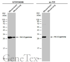 Anti-14-3-3 gamma antibody used in Western Blot (WB). GTX134246