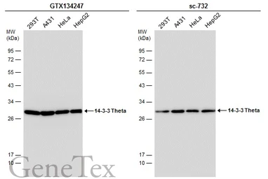 Anti-14-3-3 theta antibody used in Western Blot (WB). GTX134247