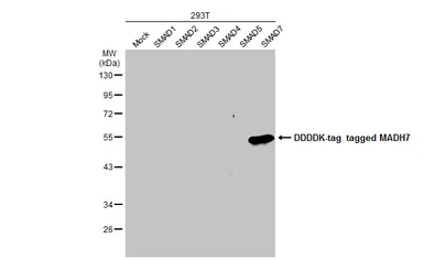 Anti-SMAD7 antibody used in Western Blot (WB). GTX134260