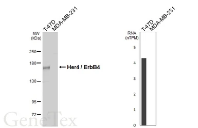 Anti-Her4 / ErbB4 antibody used in Western Blot (WB). GTX134351