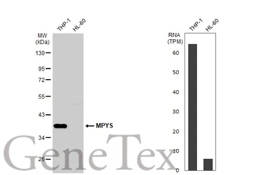 Anti-STING antibody used in Western Blot (WB). GTX134373