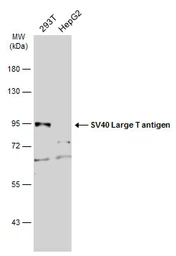 Anti-SV40 T-antigen antibody used in Western Blot (WB). GTX134378