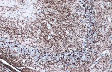 Anti-Myelin PLP antibody used in IHC (Paraffin sections) (IHC-P). GTX134433