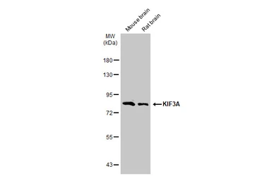 Anti-KIF3A antibody used in Western Blot (WB). GTX134434