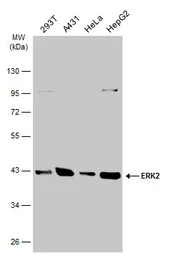 Anti-ERK2 antibody used in Western Blot (WB). GTX134457