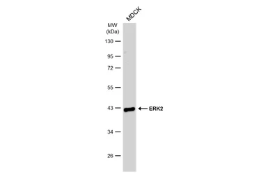 Anti-ERK2 antibody used in Western Blot (WB). GTX134457