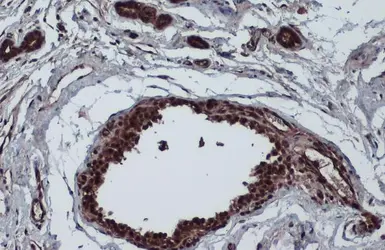 Anti-ERK2 antibody used in IHC (Paraffin sections) (IHC-P). GTX134457