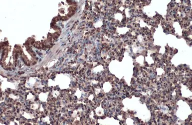 Anti-ERK2 antibody used in IHC (Paraffin sections) (IHC-P). GTX134457