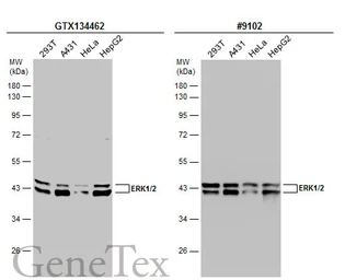 Anti-ERK1/2 antibody used in Western Blot (WB). GTX134462