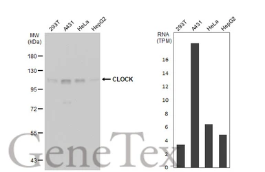 Anti-CLOCK antibody used in Western Blot (WB). GTX134464
