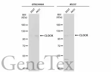 Anti-CLOCK antibody used in Western Blot (WB). GTX134464