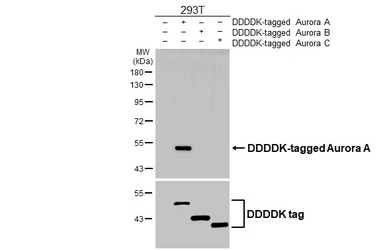 Anti-Aurora A antibody used in Western Blot (WB). GTX134467