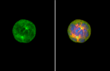 Anti-Aurora A antibody used in Immunocytochemistry/ Immunofluorescence (ICC/IF). GTX134467