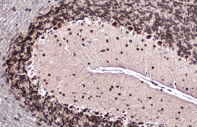 Anti-EMX1 antibody used in IHC (Paraffin sections) (IHC-P). GTX134507