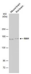 Anti-RIM1 antibody used in Western Blot (WB). GTX134539
