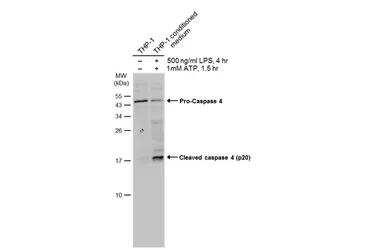 Anti-Caspase 4 antibody used in Western Blot (WB). GTX134552
