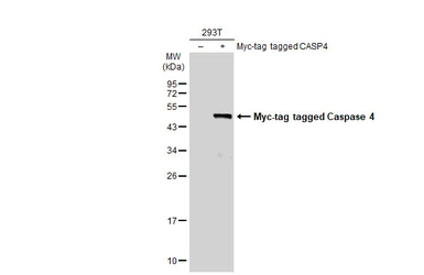 Anti-Caspase 4 antibody used in Western Blot (WB). GTX134552