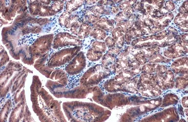 Anti-Caspase 4 antibody used in IHC (Paraffin sections) (IHC-P). GTX134552