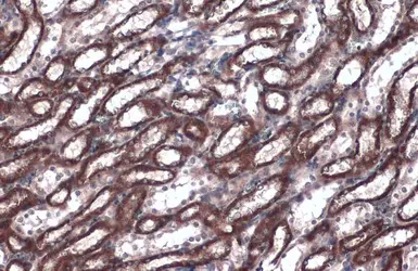 Anti-Caspase 4 antibody used in IHC (Paraffin sections) (IHC-P). GTX134552