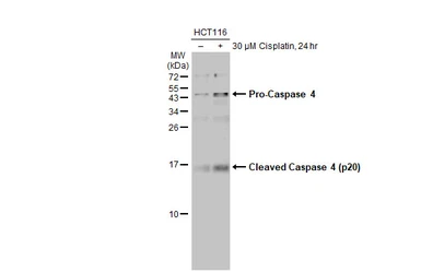 Anti-Caspase 4 antibody used in Western Blot (WB). GTX134552