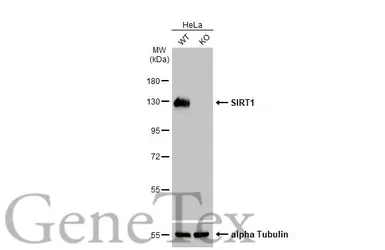 Anti-SIRT1 antibody used in Western Blot (WB). GTX134606