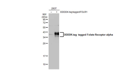 Anti-Folate Receptor alpha antibody used in Western Blot (WB). GTX134660