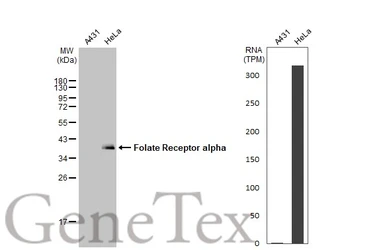 Anti-Folate Receptor alpha antibody used in Western Blot (WB). GTX134660