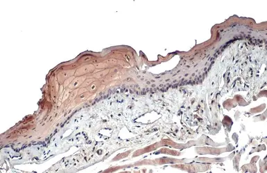 Anti-Cytokeratin 19 antibody used in IHC (Paraffin sections) (IHC-P). GTX134696