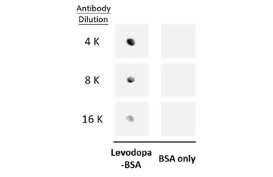 Anti-L-DOPA antibody used in Dot blot (Dot). GTX134709