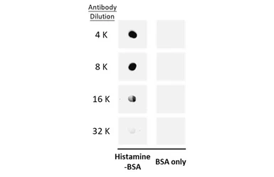 Anti-Histamine antibody used in Dot blot (Dot). GTX134710