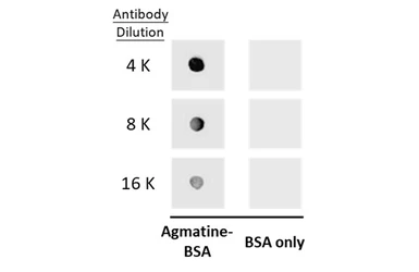 Anti-Agmatine antibody used in Dot blot (Dot). GTX134713