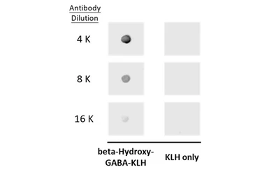 Anti-beta-Hydroxy-GABA antibody used in Dot blot (Dot). GTX134714