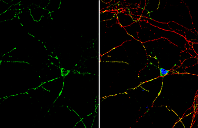 Anti-beta-Hydroxy-GABA antibody used in Immunocytochemistry/ Immunofluorescence (ICC/IF). GTX134714