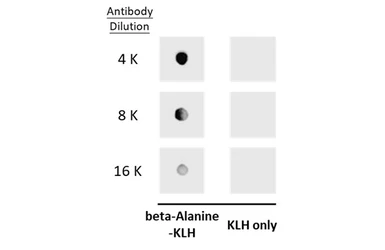 Anti-beta Alanine antibody used in Dot blot (Dot). GTX134715