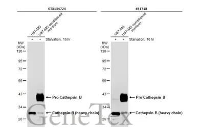 Anti-Cathepsin B antibody used in Western Blot (WB). GTX134724