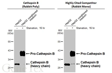 Anti-Cathepsin B antibody used in Western Blot (WB). GTX134724