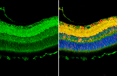Anti-GPM6A antibody used in IHC (Paraffin sections) (IHC-P). GTX134740